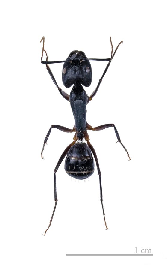 Carpenter ant closeup