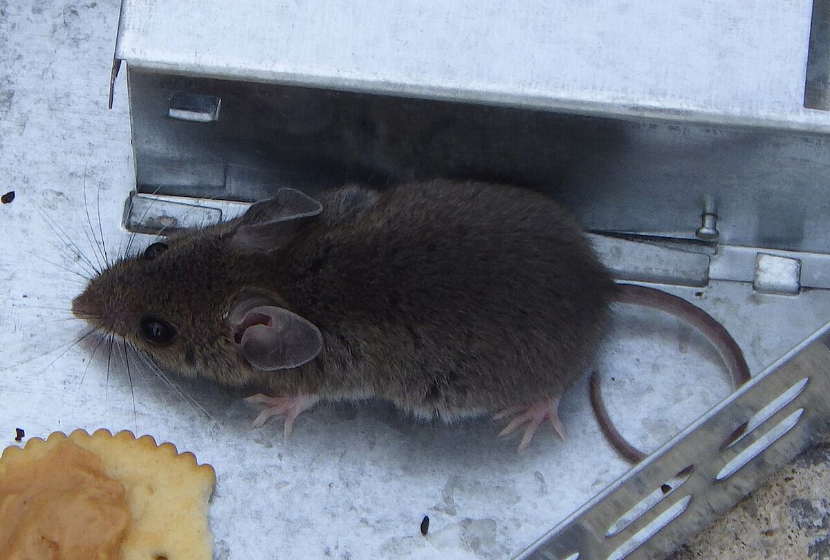 House mouse closeup