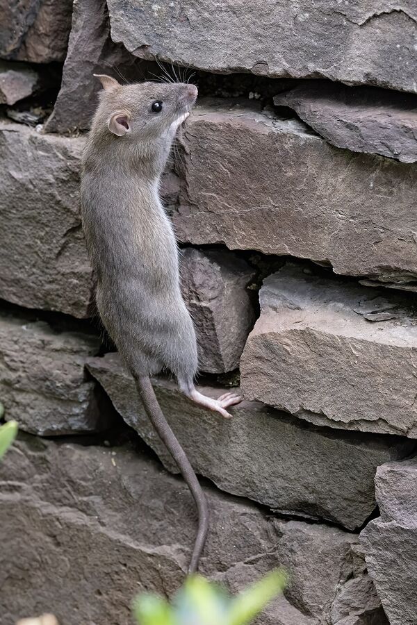 Norway (brown) rat closeup