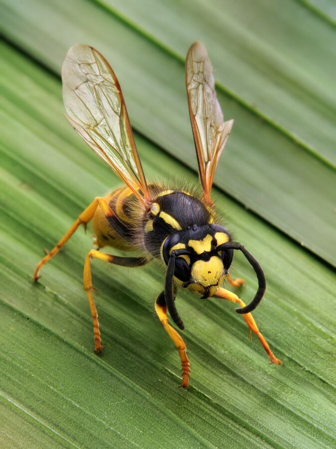 Yellowjacket wasp closeup